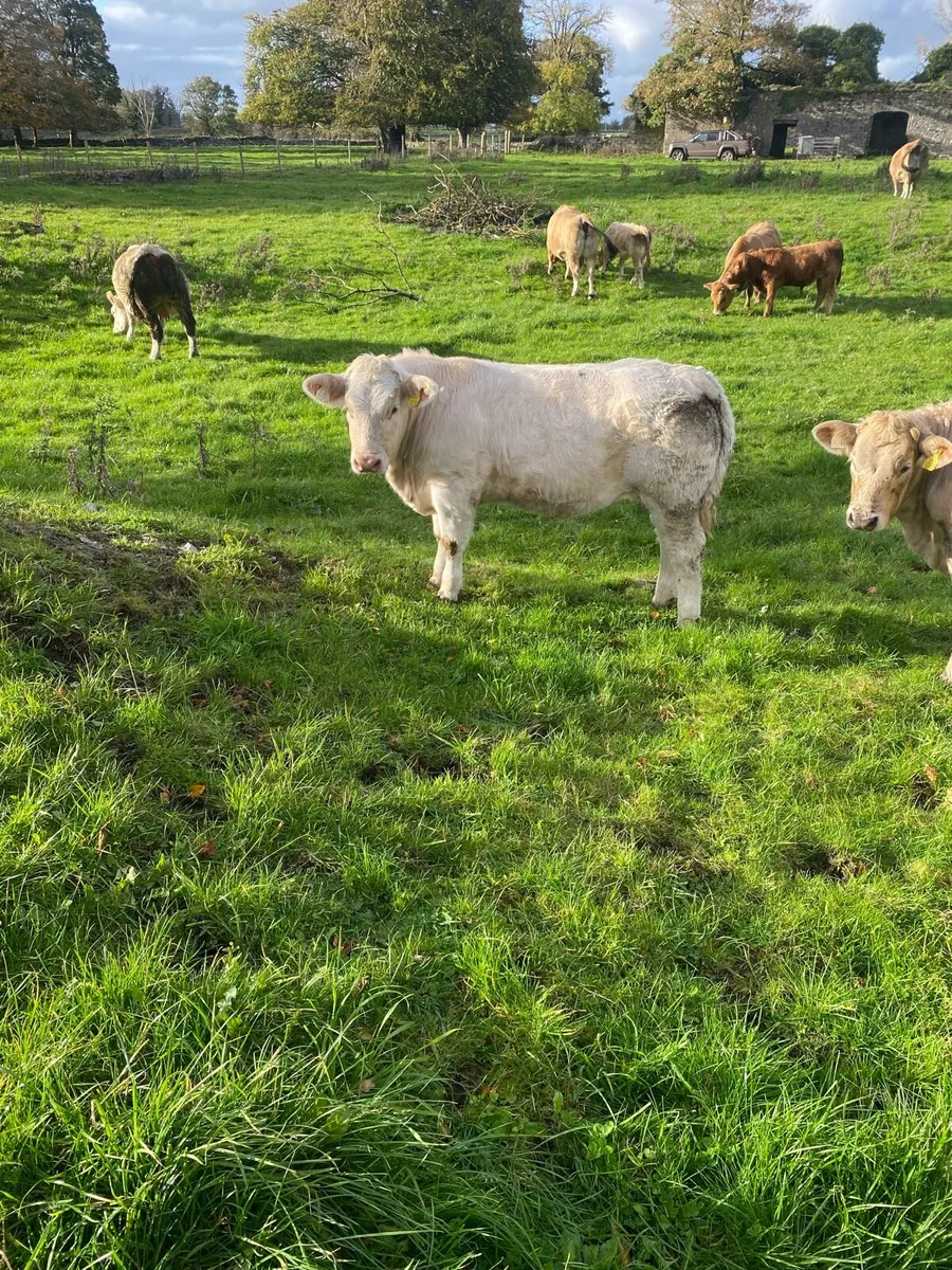 Headford mart Friday 24th - Image 2