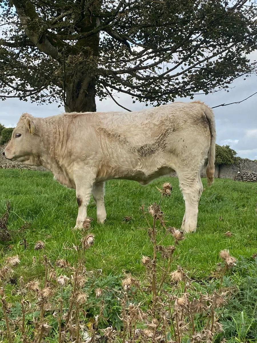Headford mart Friday 24th - Image 3