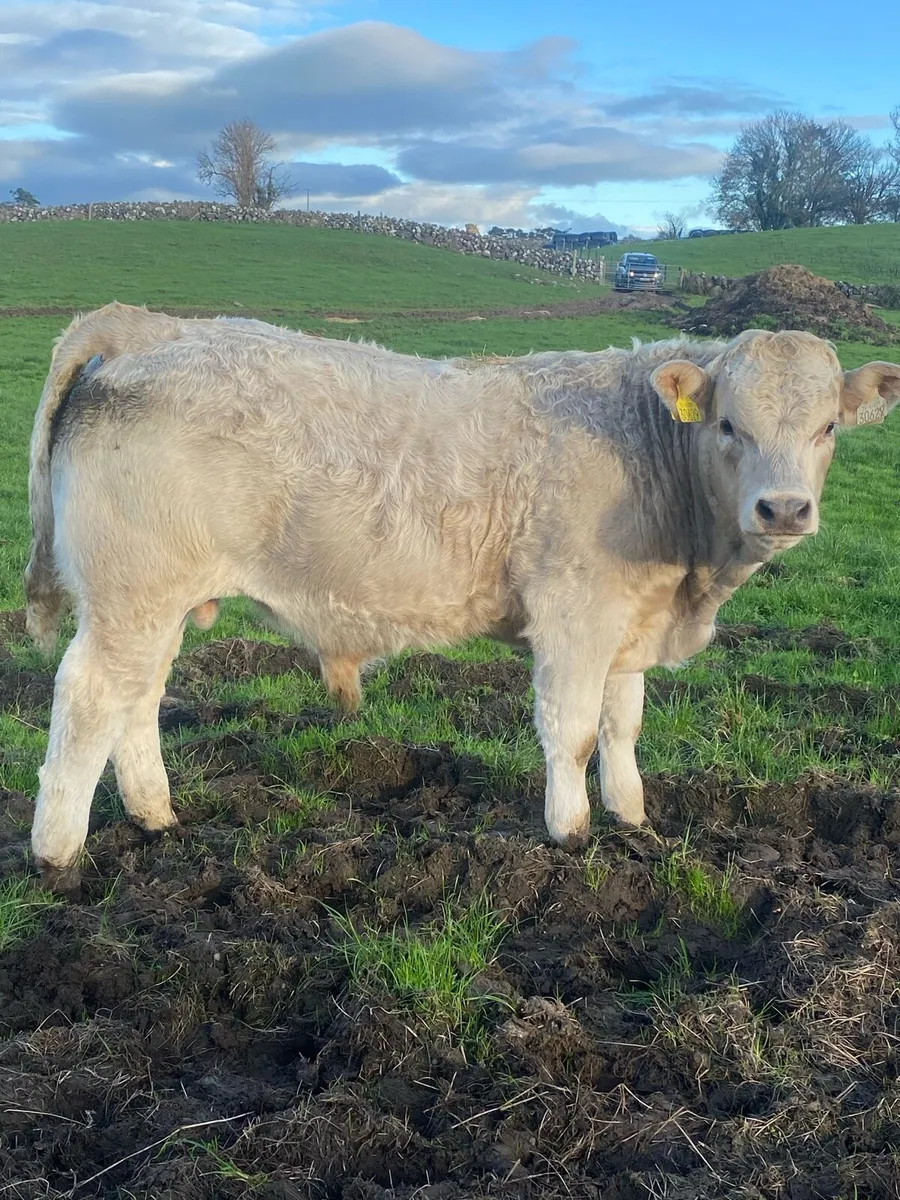 Headford mart Friday 24th - Image 4