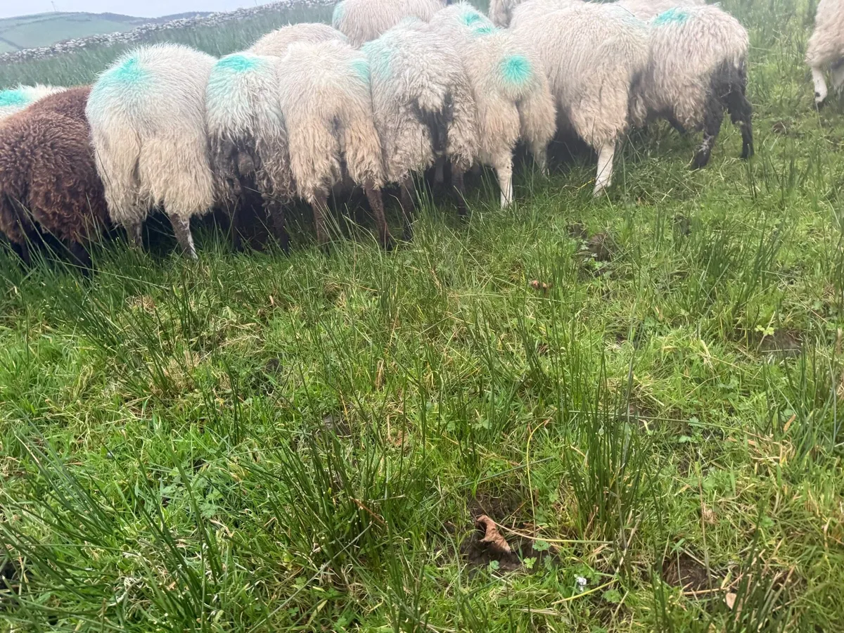 Organic Wether Lambs - Image 3