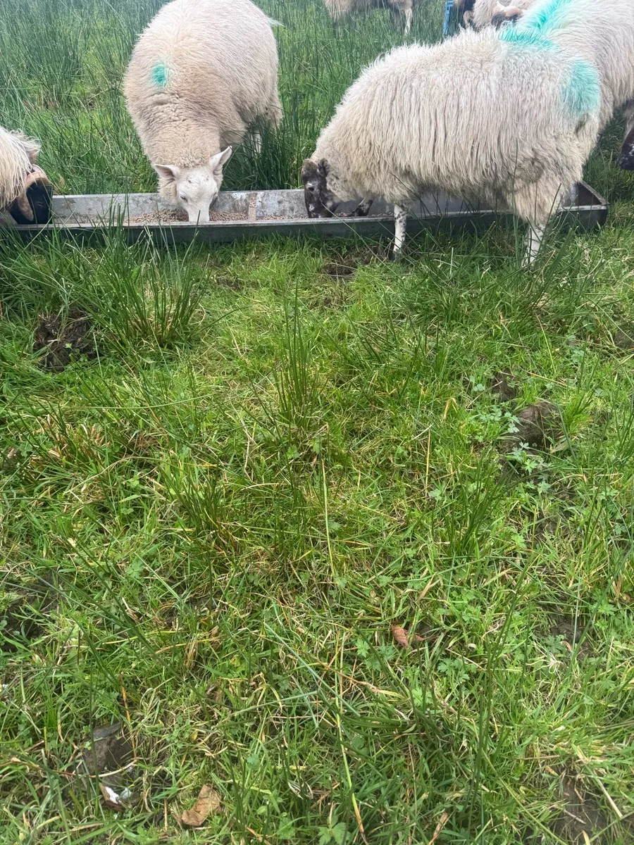 Organic Wether Lambs - Image 4