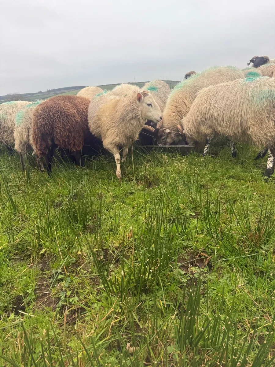 Organic Wether Lambs - Image 1