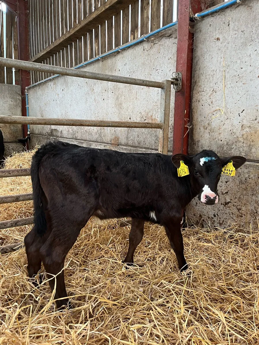 8 Super Heifer Calves - Image 1
