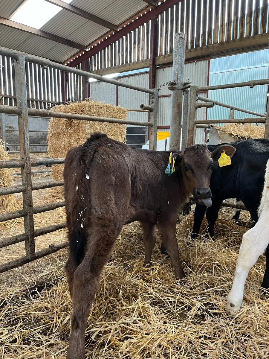 8 Super Heifer Calves - Image 2