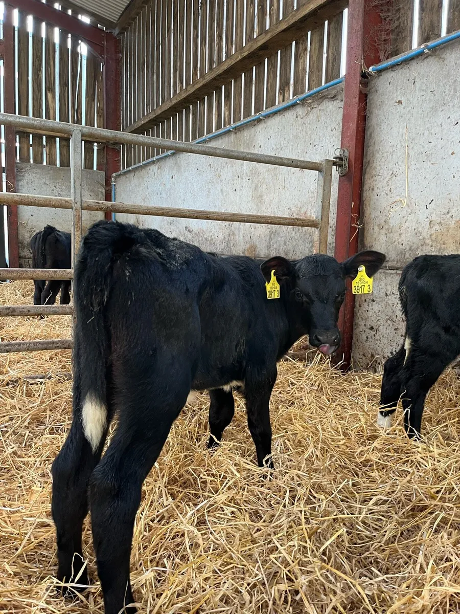 8 Super Heifer Calves - Image 3