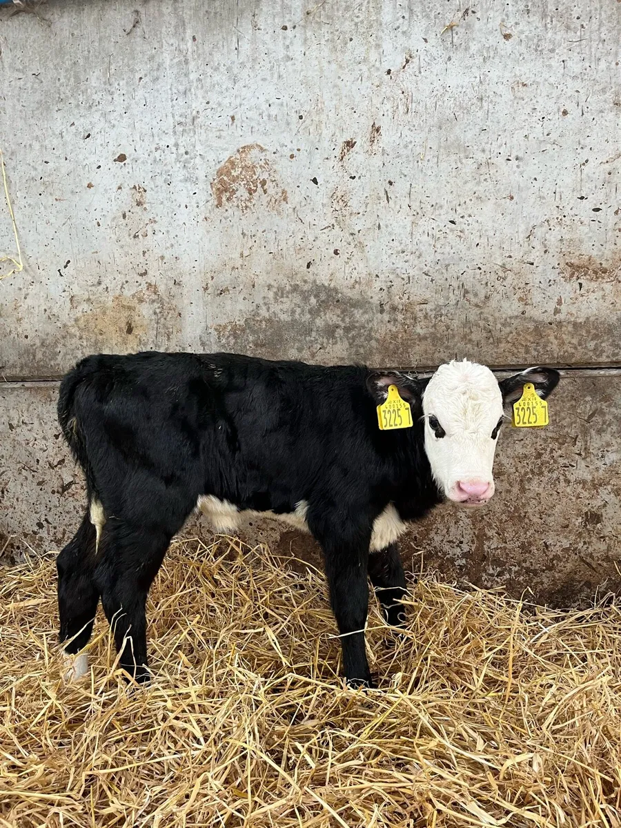 8 Super Heifer Calves - Image 4