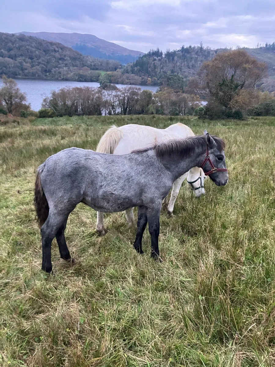 Lot 245 clifden sales Friday - Image 1