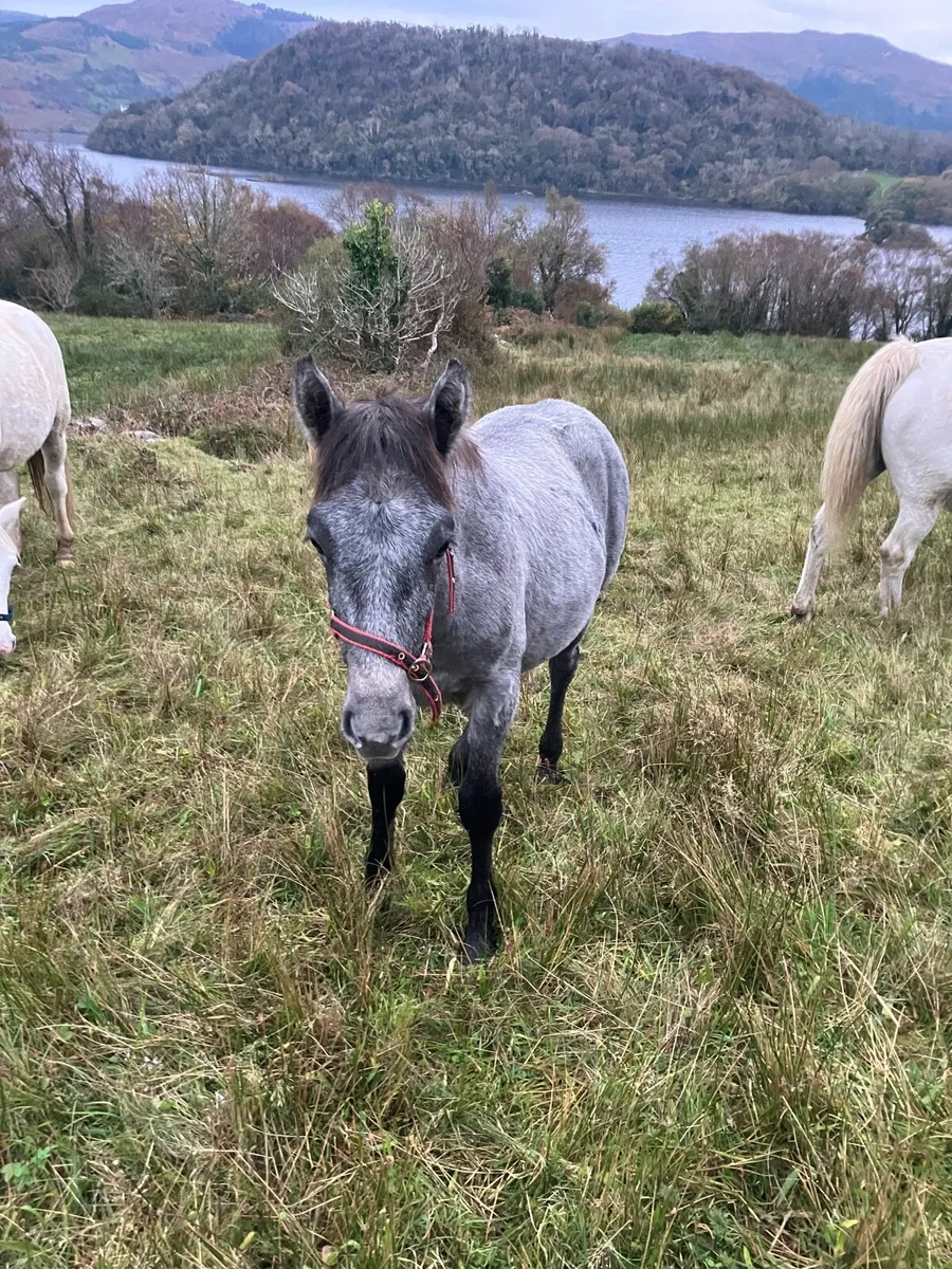 Lot 245 clifden sales Friday - Image 2