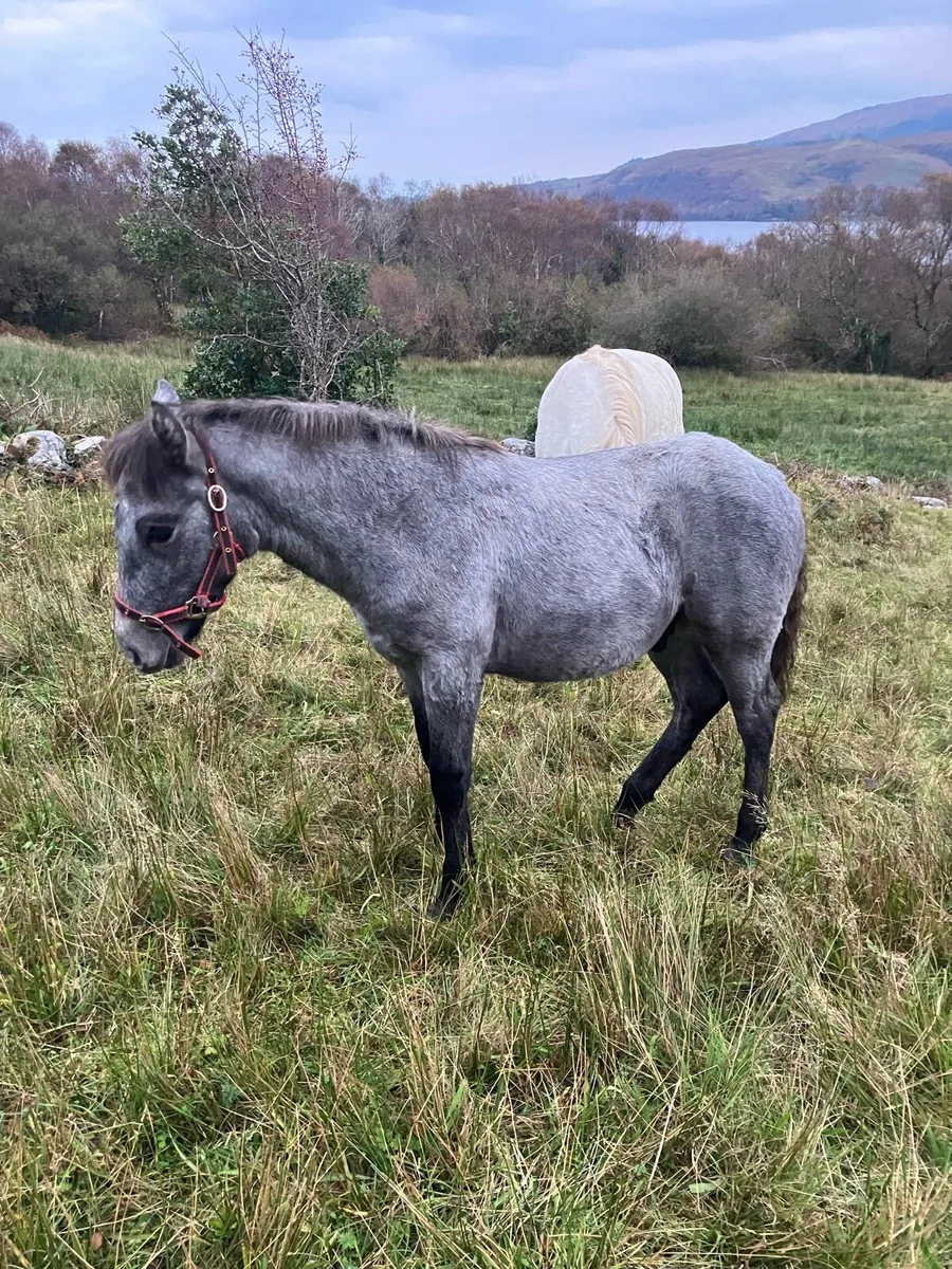 Lot 245 clifden sales Friday - Image 3