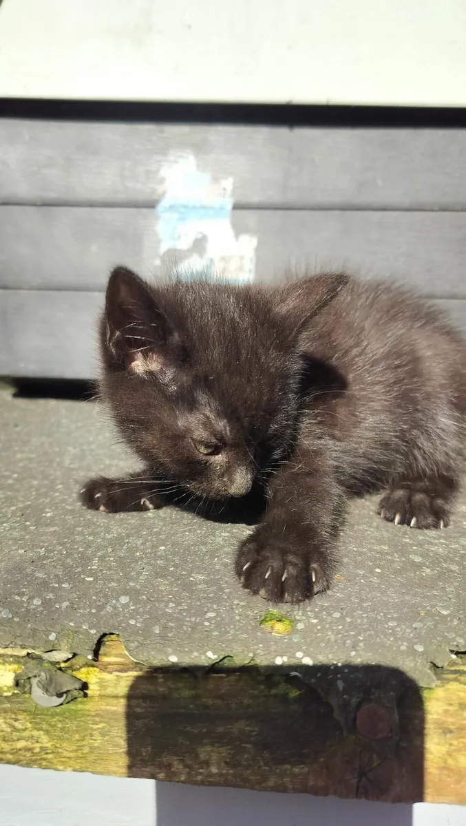 6 Kittens - Image 2