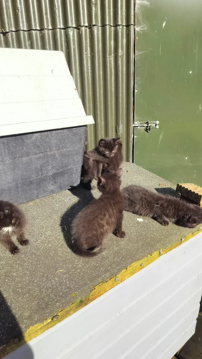 6 Kittens - Image 3