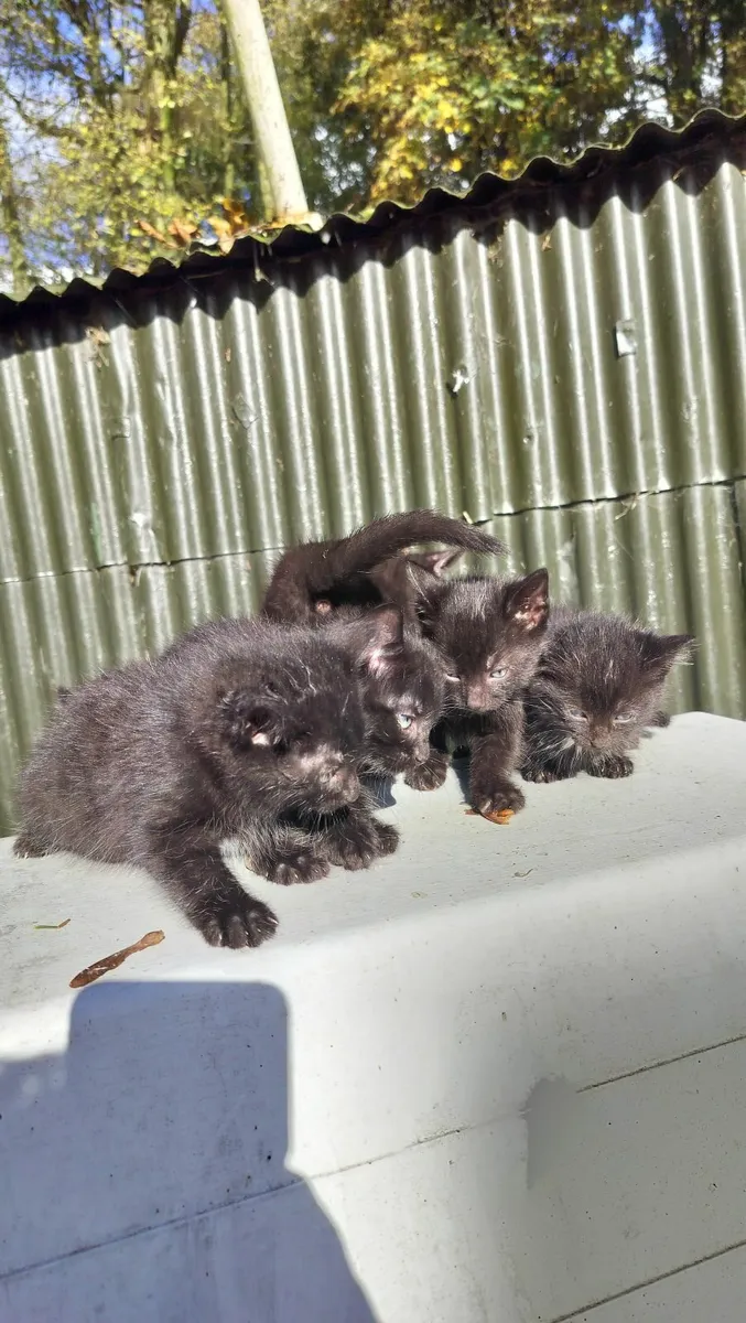 6 Kittens - Image 4