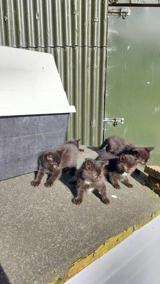 6 Kittens - Image 1