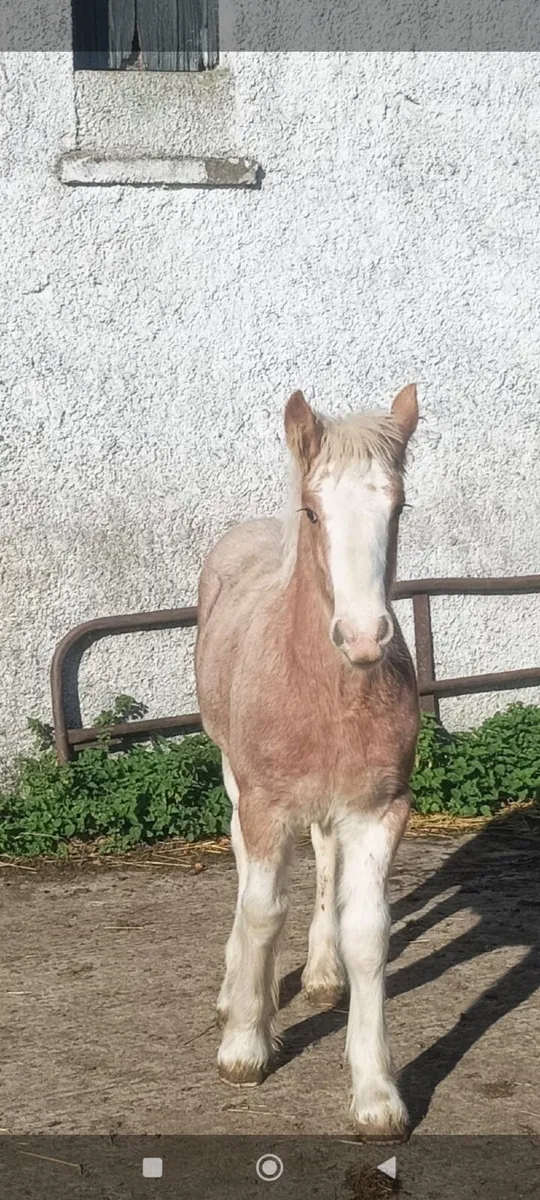 Foal - Image 1