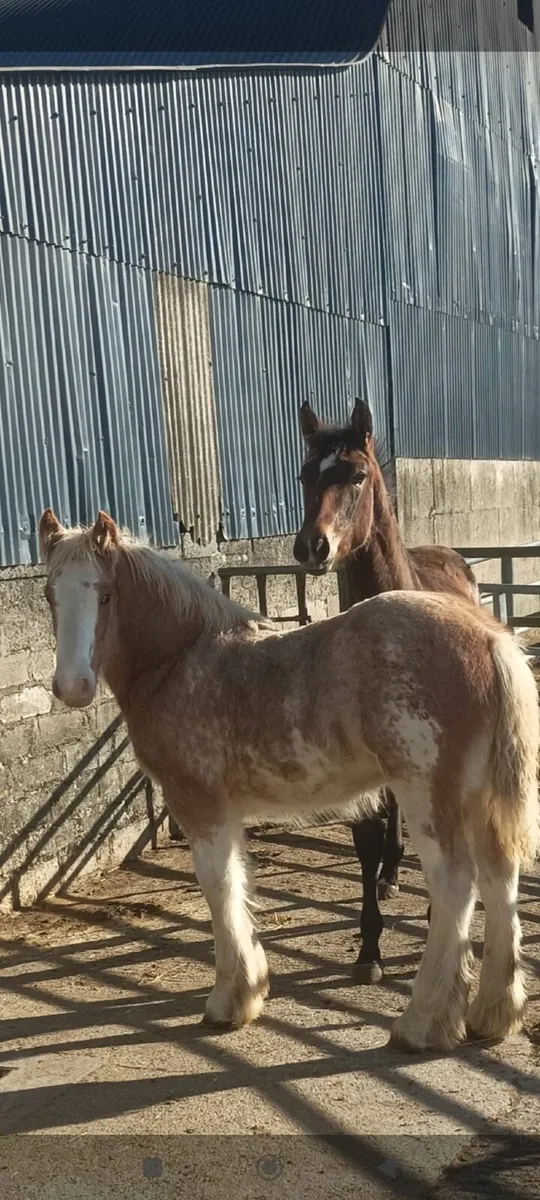 Foal - Image 2