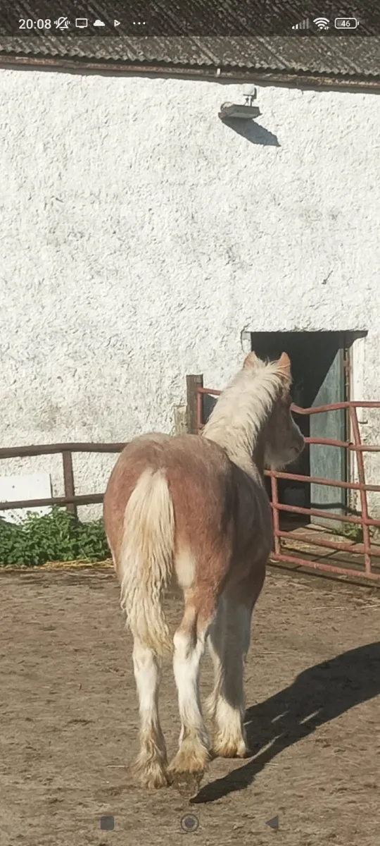 Foal - Image 3
