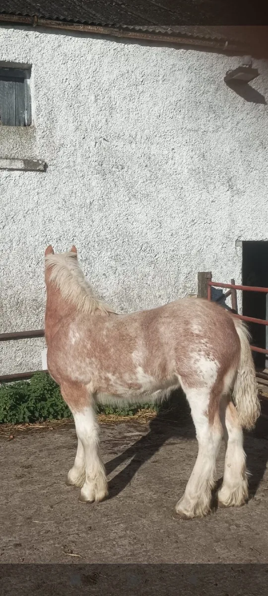 Foal - Image 4