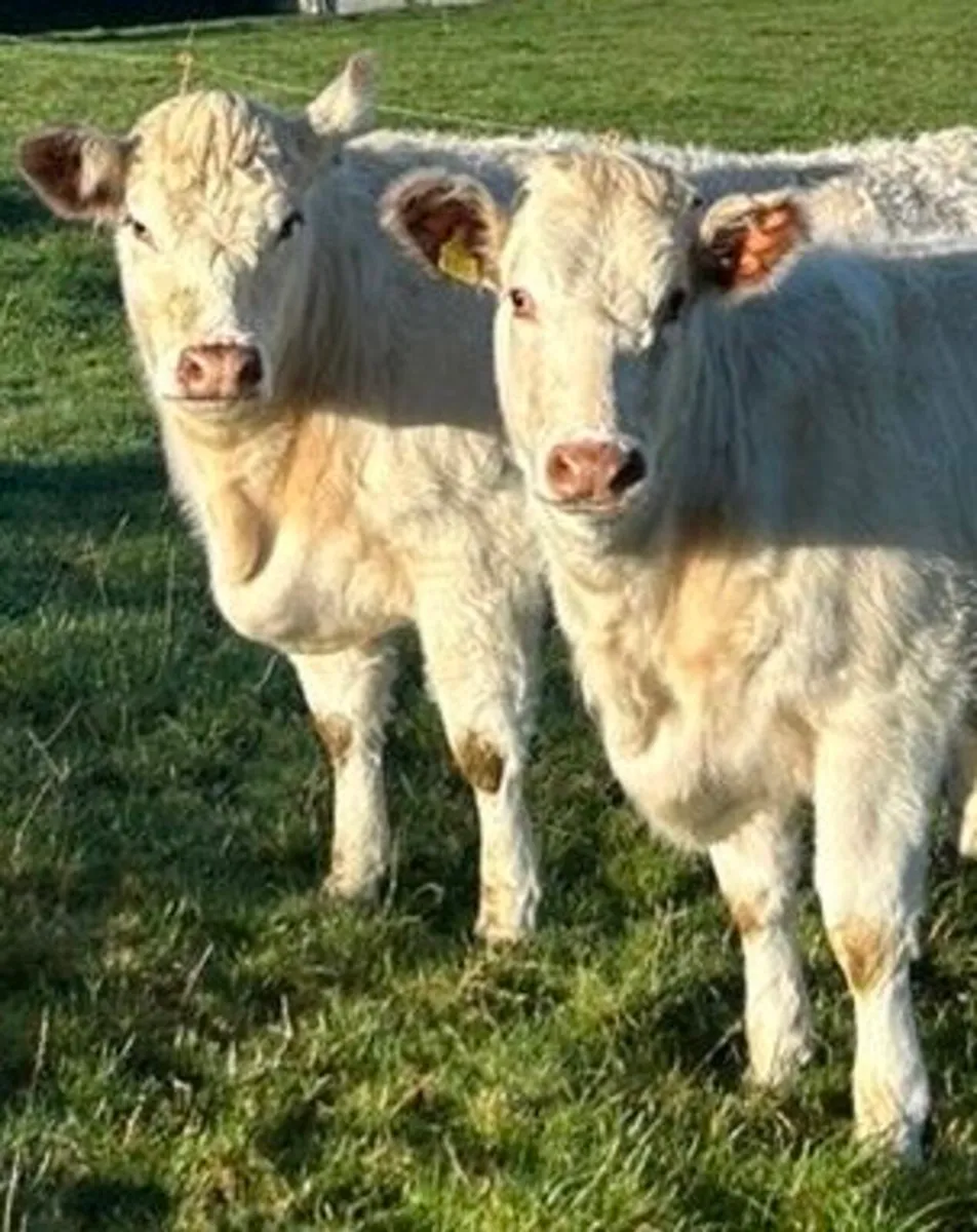 2 PBR White Shorthorn Heifers - Image 1