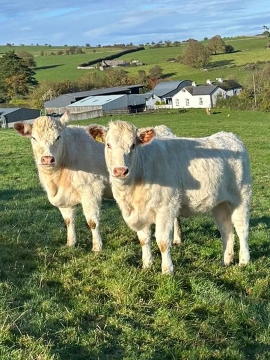 2 PBR White Shorthorn Heifers - Image 2