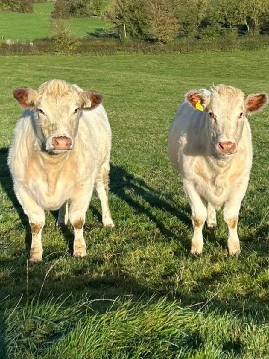 2 PBR White Shorthorn Heifers - Image 3