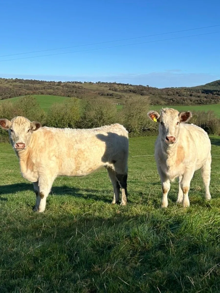 2 PBR White Shorthorn Heifers - Image 4
