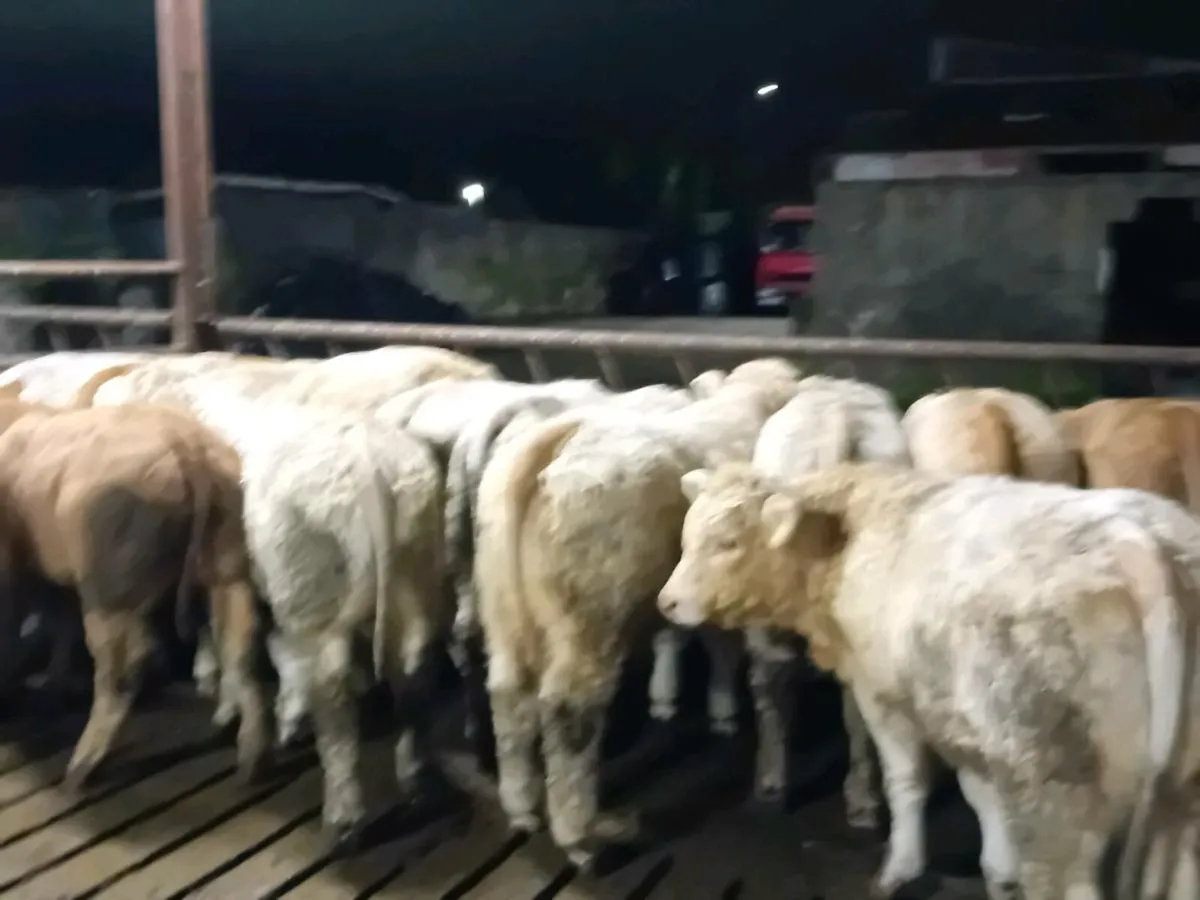 14 Smashing Charlaois Bull Weanlings - Image 2
