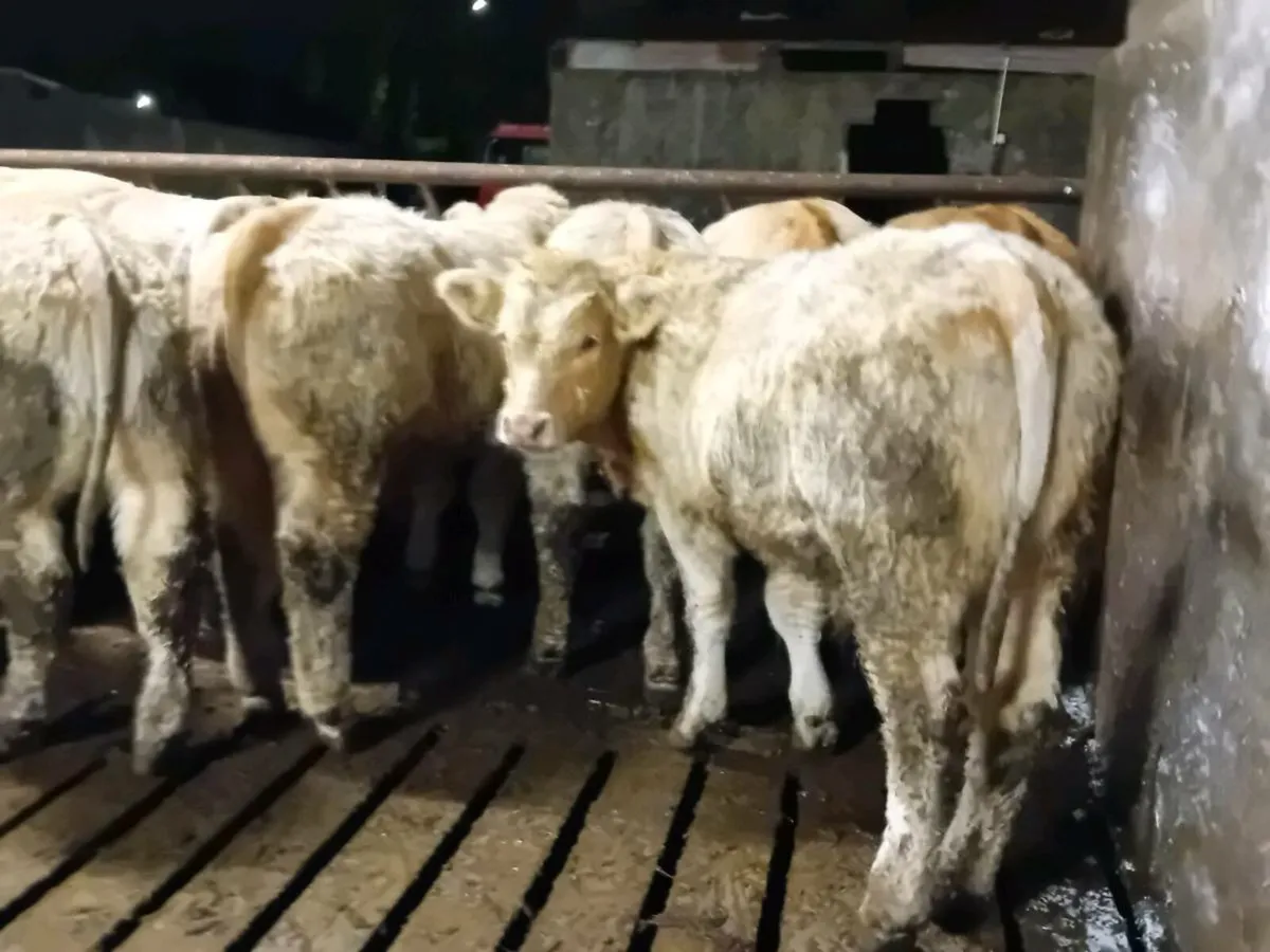 14 Smashing Charlaois Bull Weanlings - Image 3