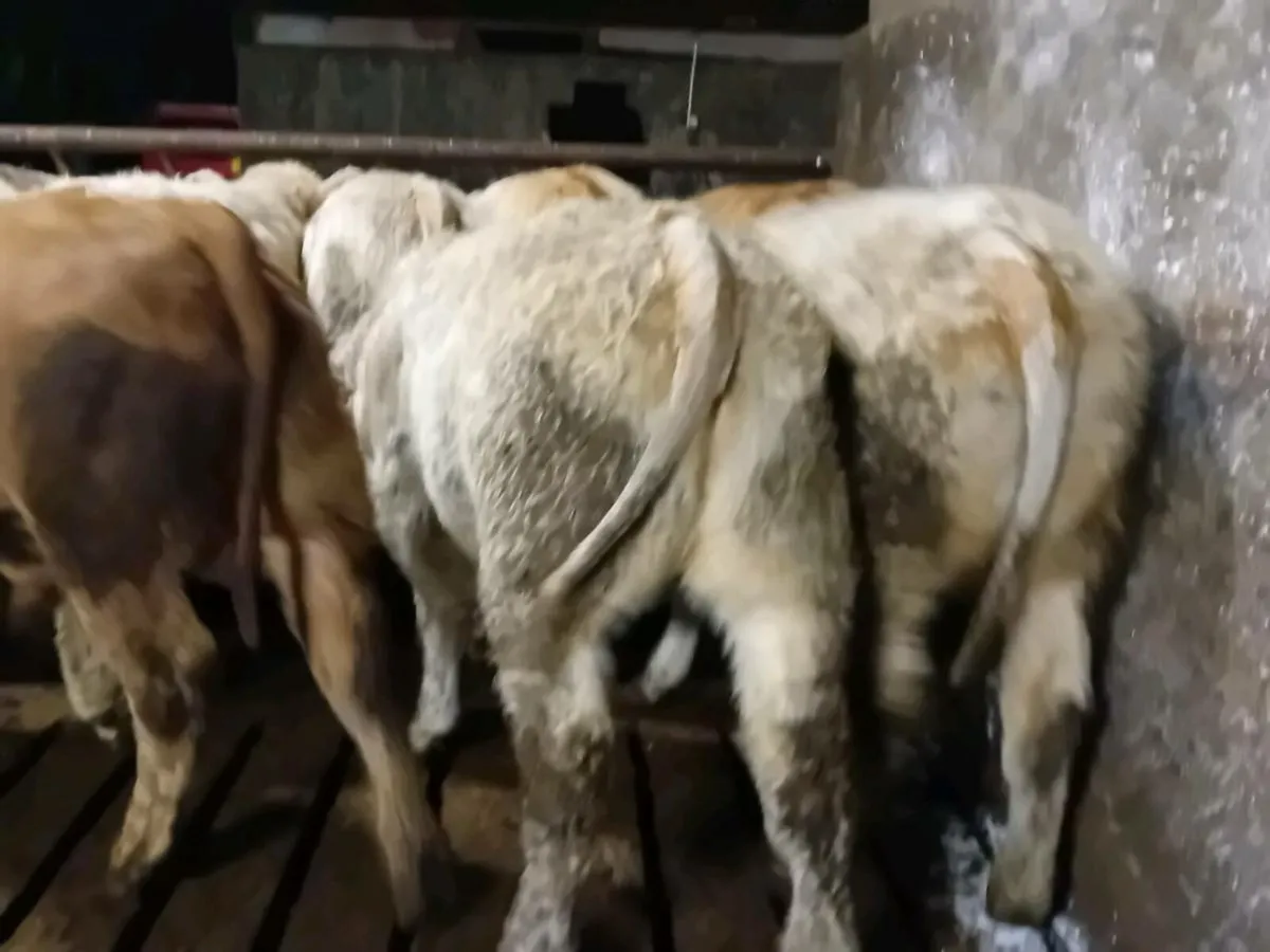 14 Smashing Charlaois Bull Weanlings - Image 4