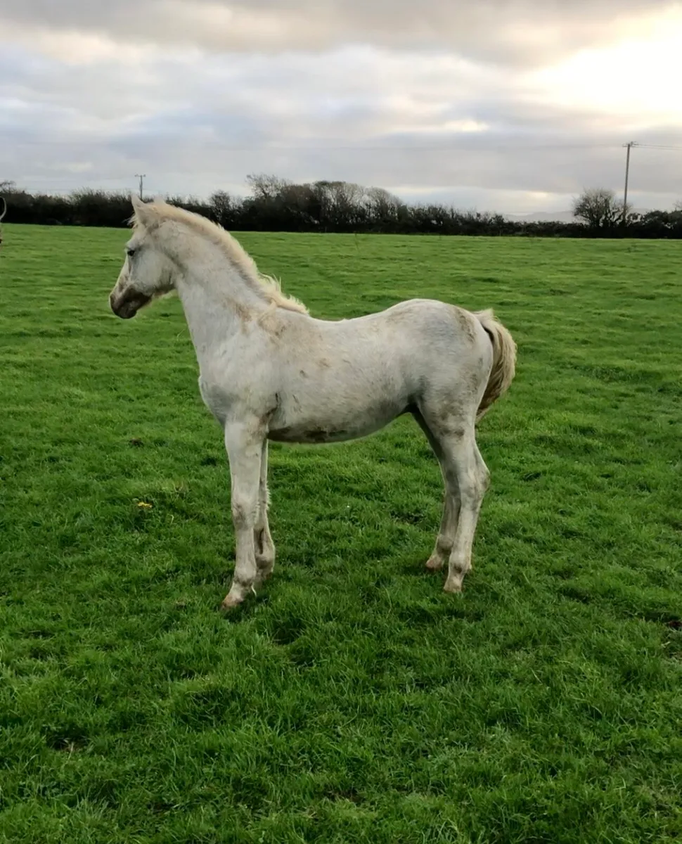 Connemara Foals Clifden 25th Oct - Image 1