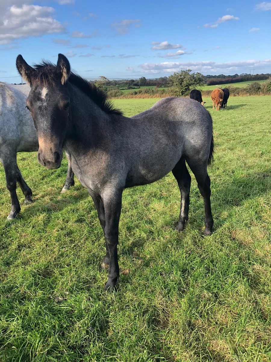 Connemara Foals Clifden 25th Oct - Image 2