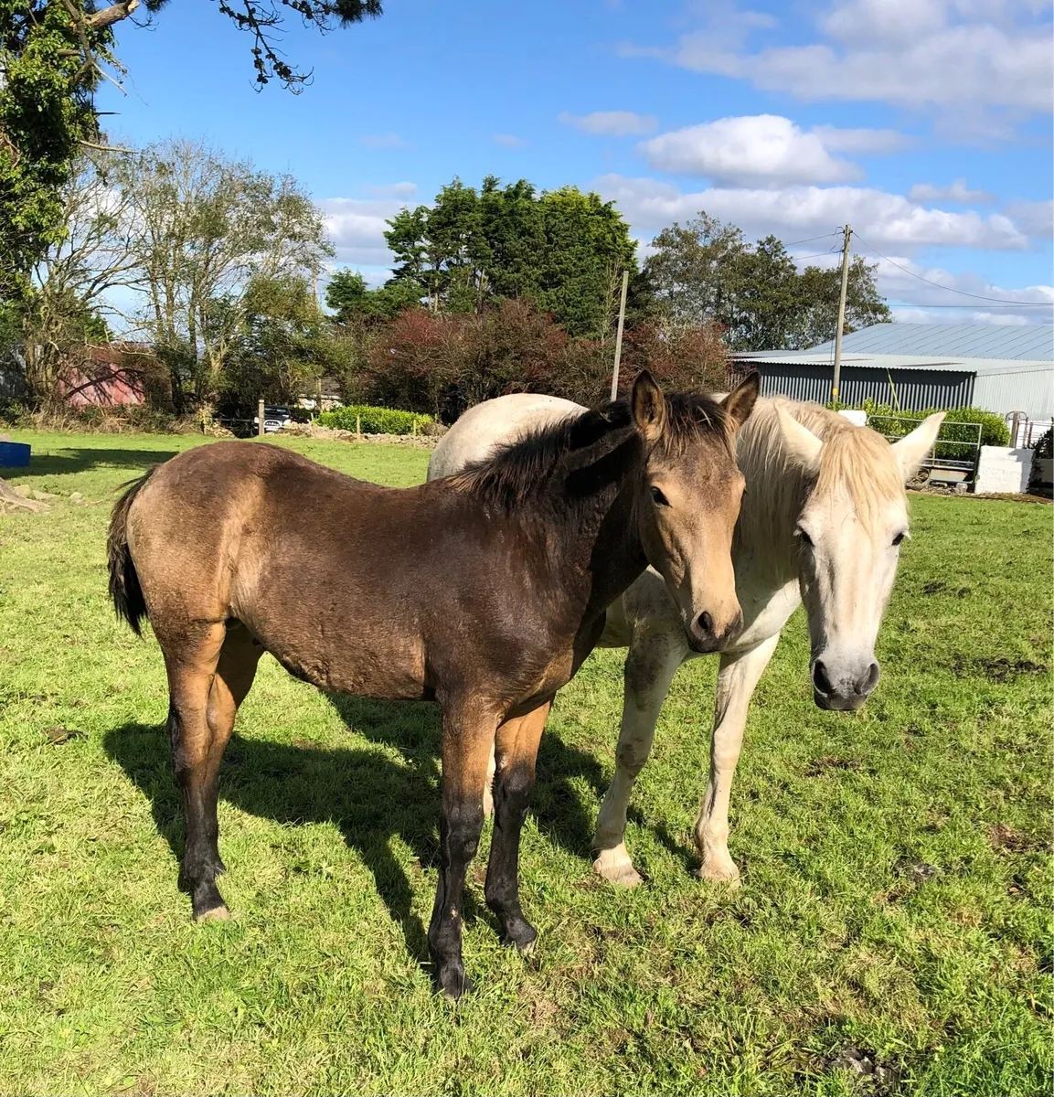 Connemara Foals Clifden 25th Oct - Image 3