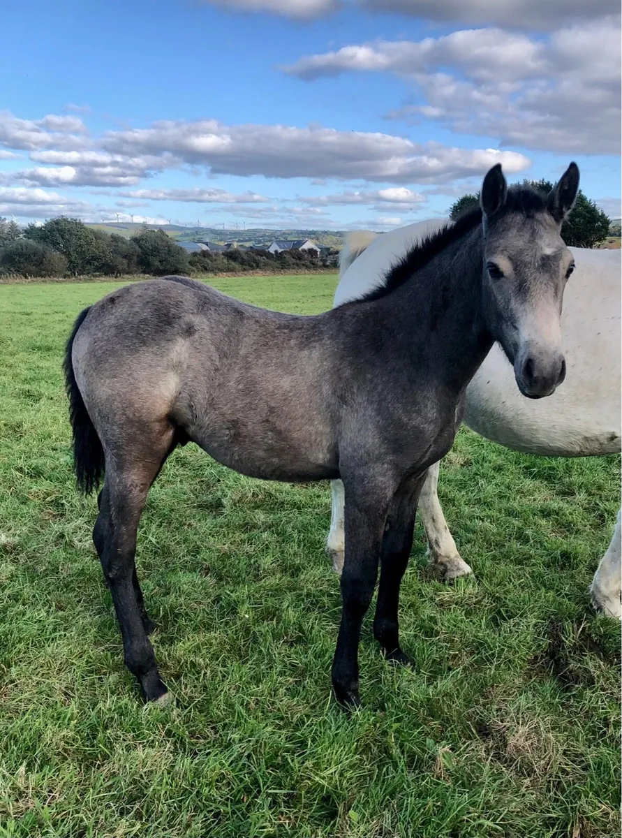 Connemara Foals Clifden 25th Oct - Image 4