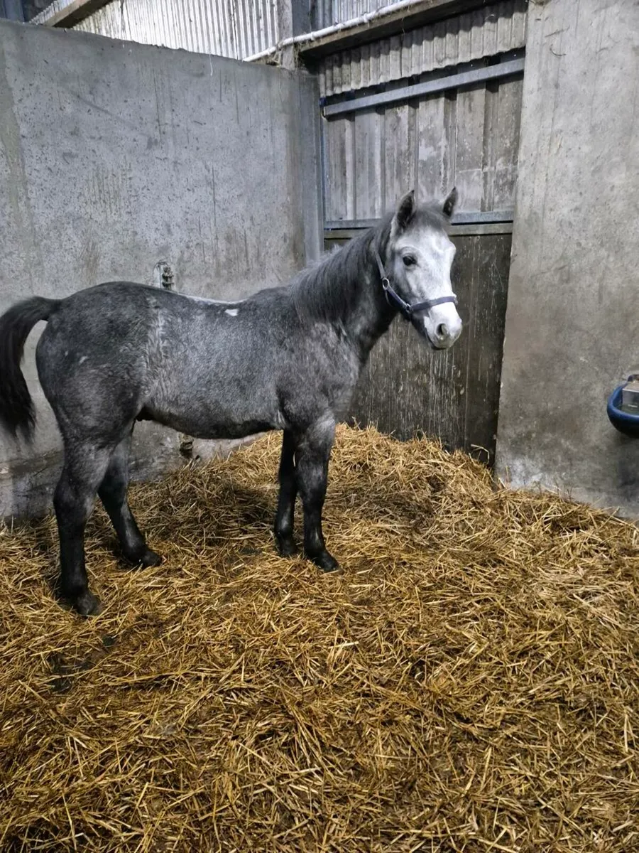 Performance Connemara Colt - Image 2