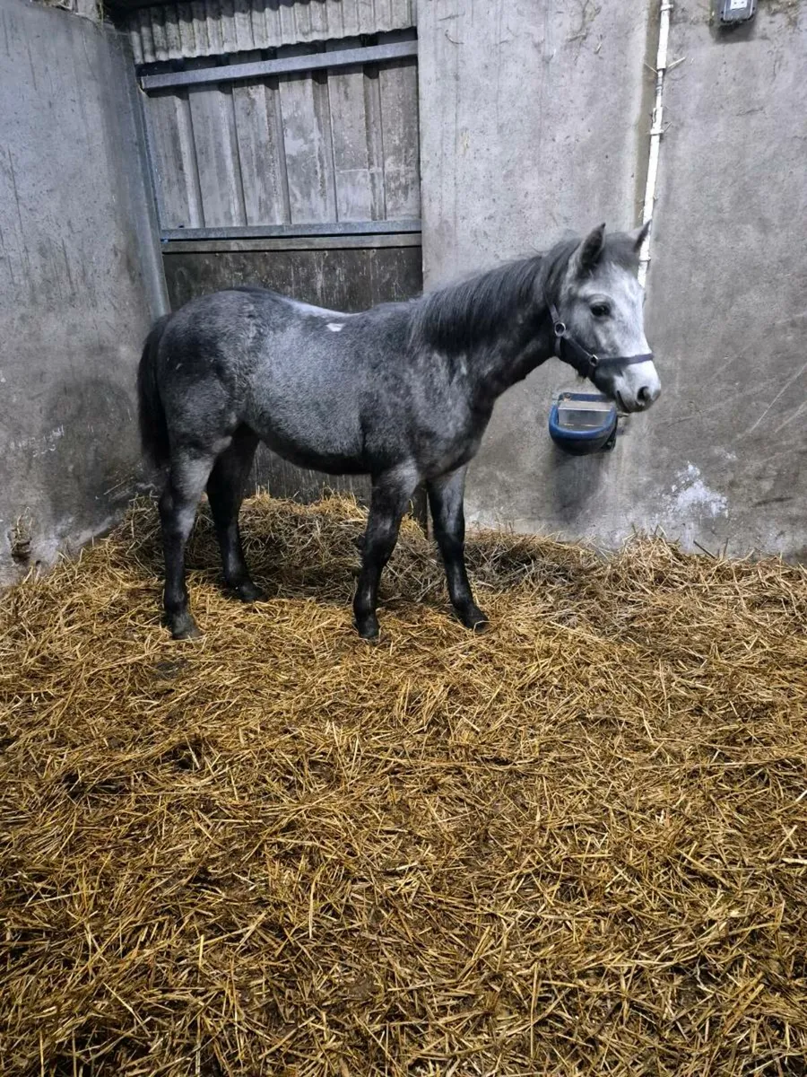 Performance Connemara Colt - Image 3