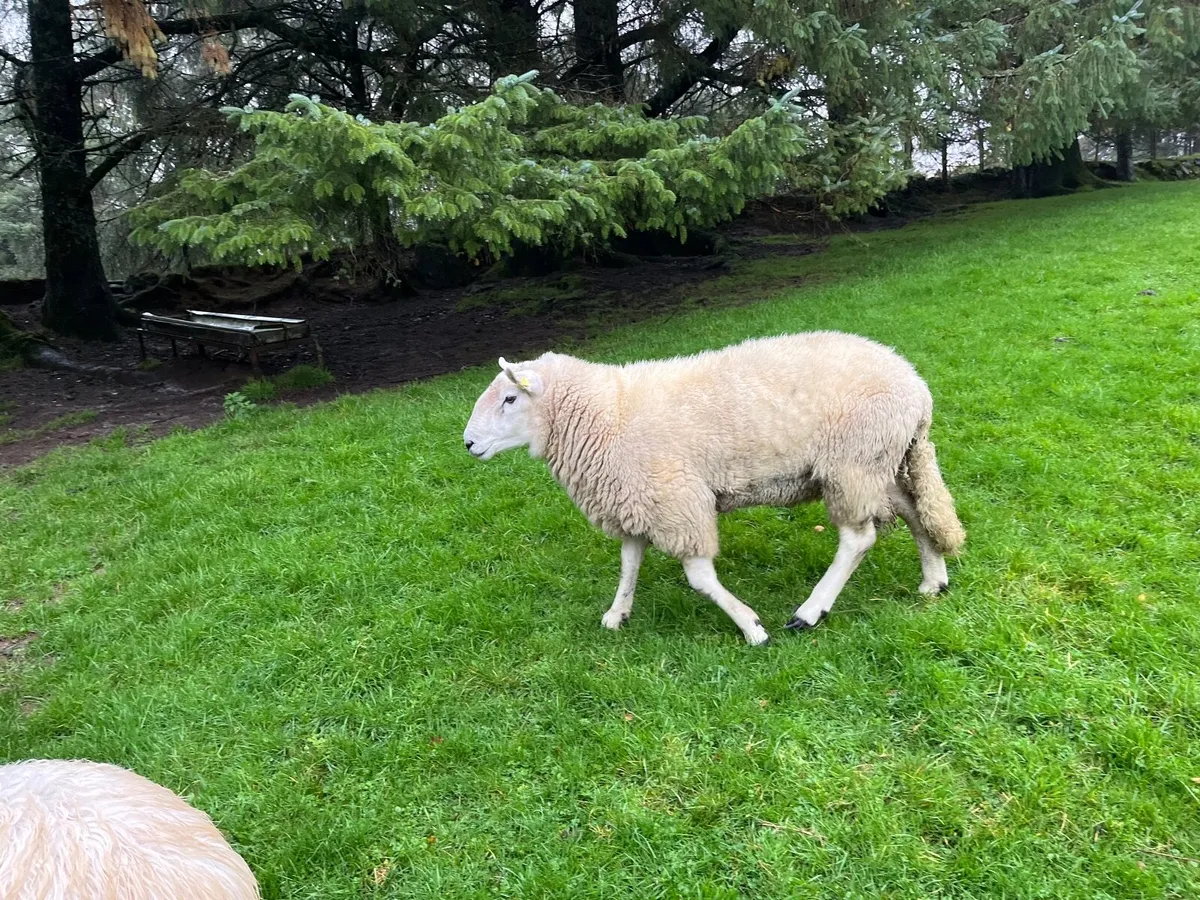 Ram - Image 1