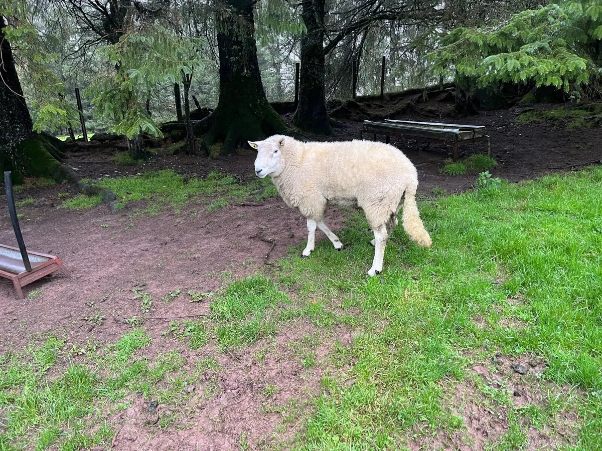 Ram - Image 2