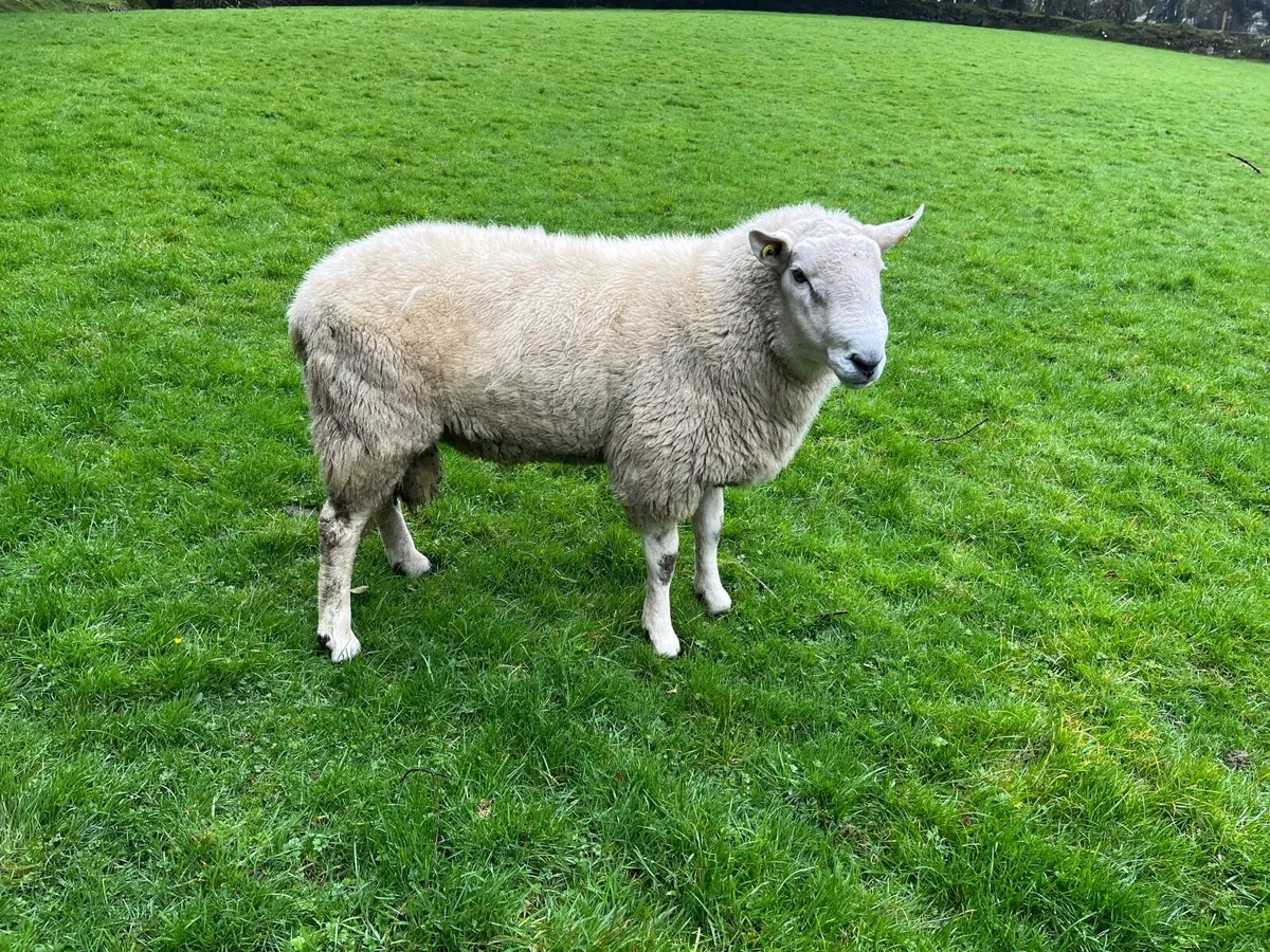 Ram - Image 3
