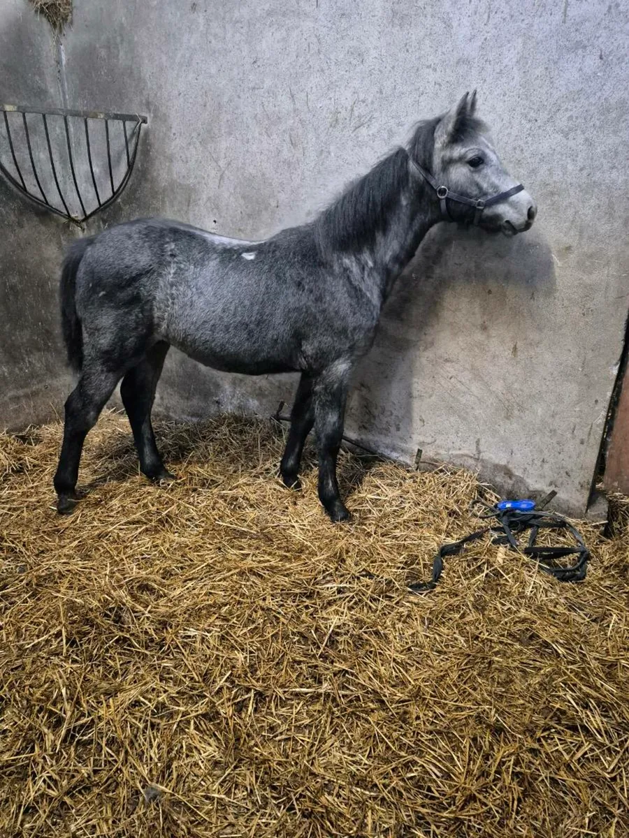 Performance Connemara Colt - Image 4