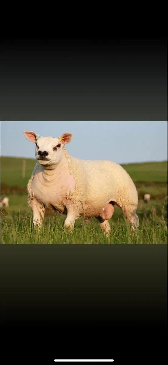 Texel ram wanted
