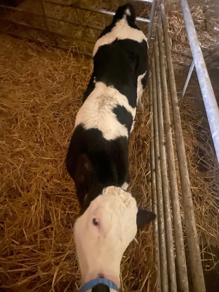 Dairy - Image 1