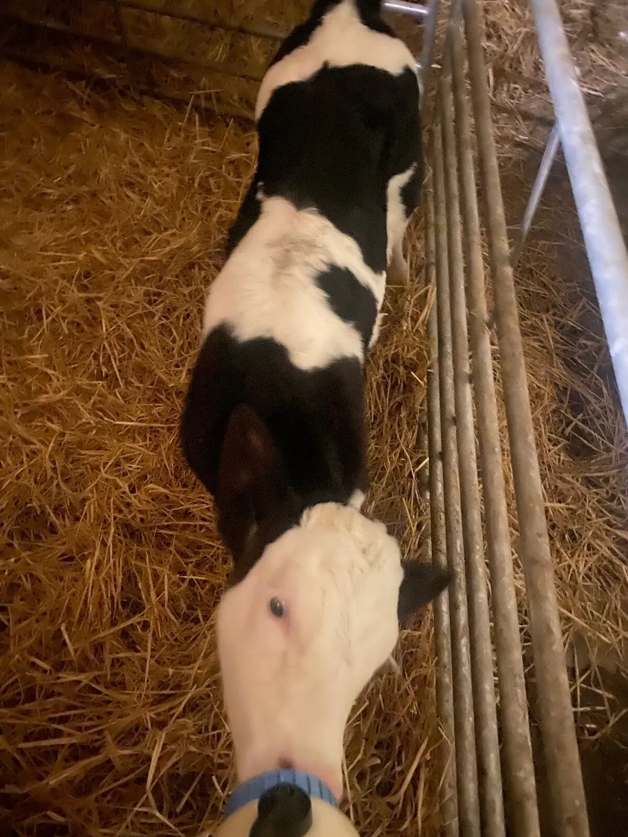 Dairy - Image 2
