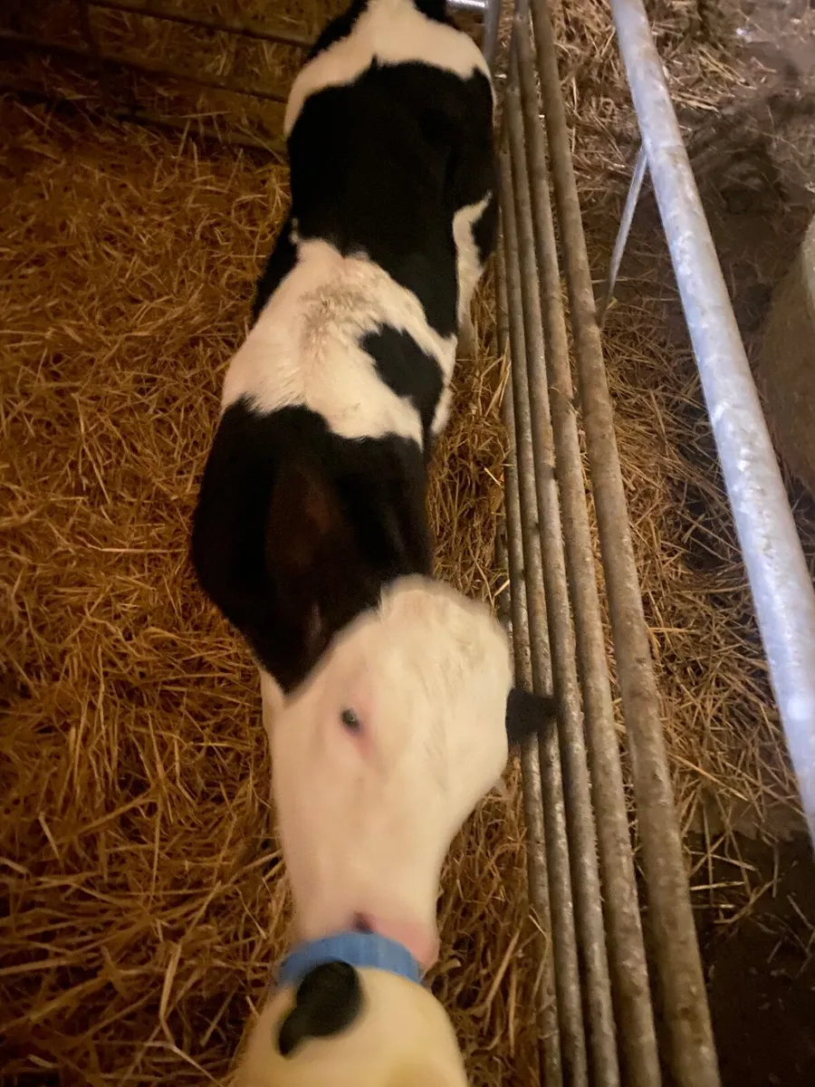 Dairy - Image 3