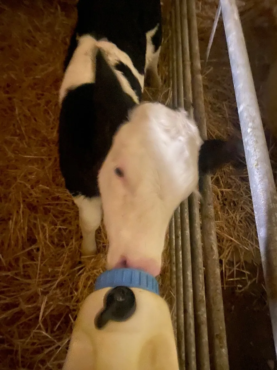 Dairy - Image 4