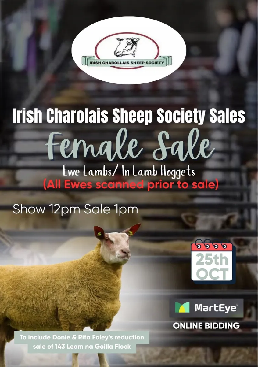 Pedigree Charollais female sale - Image 1