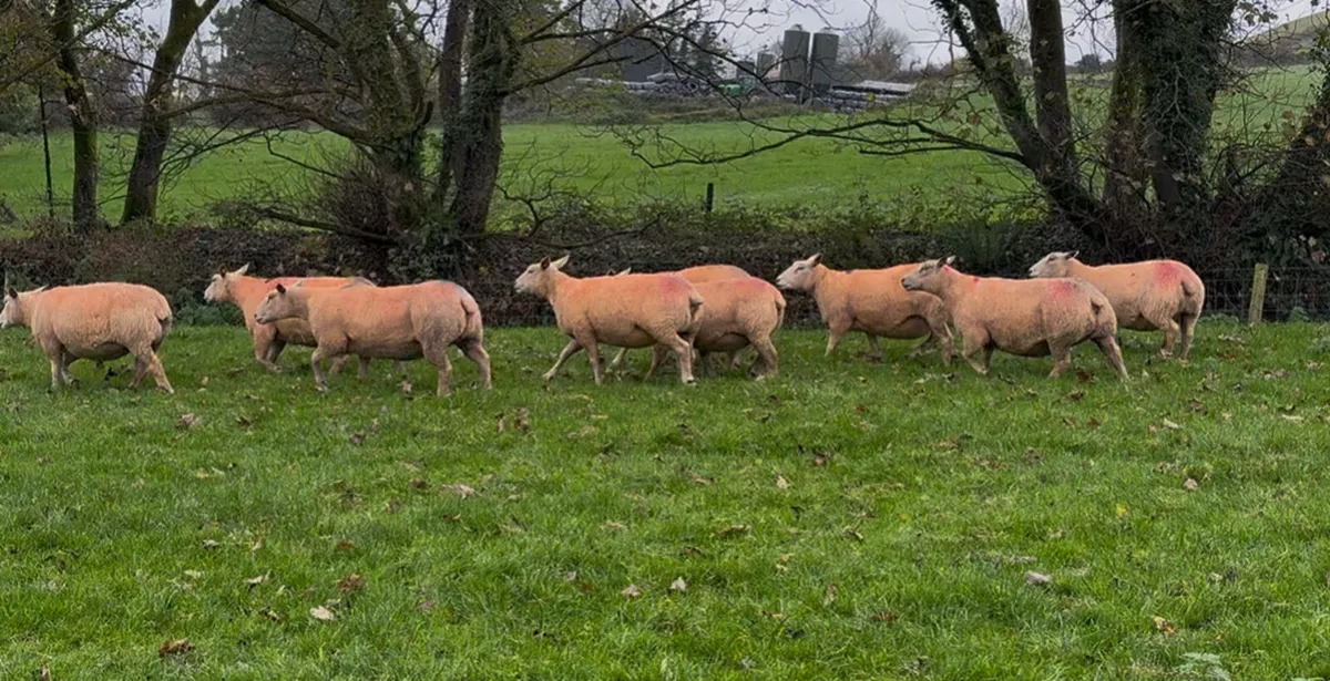 Pedigree Charollais female sale - Image 2