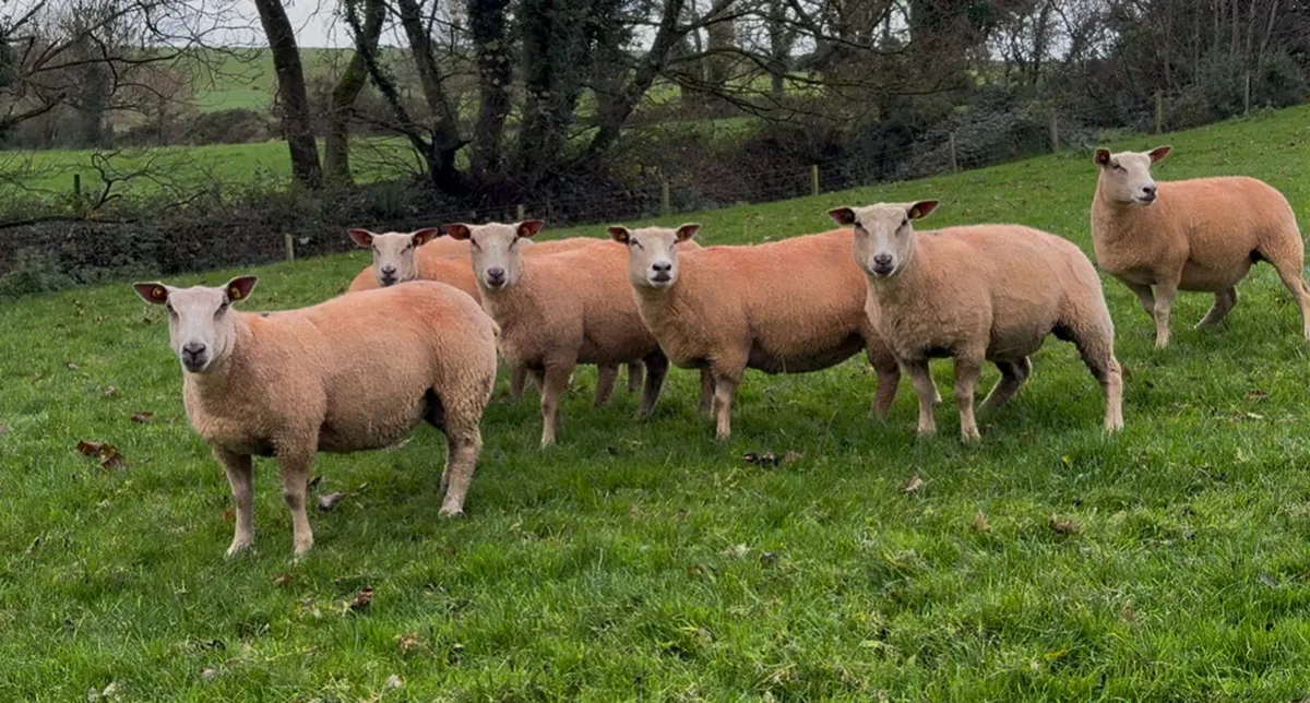 Pedigree Charollais female sale - Image 3