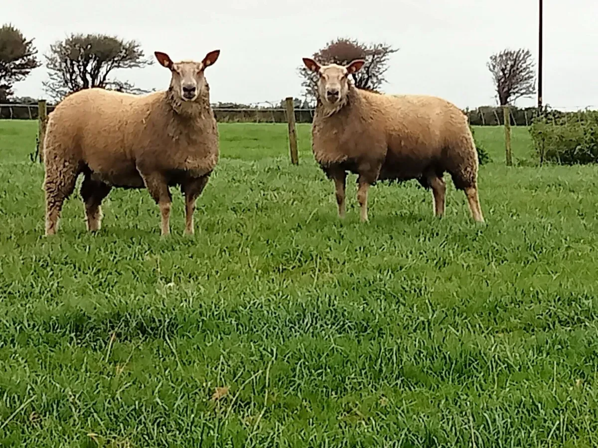 Pedigree Charollais female sale - Image 4