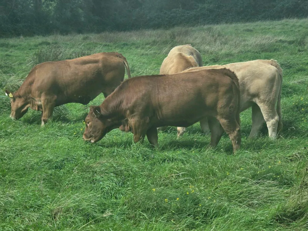 SCEP 2025 eligible 5 star replacement heifers - Image 1