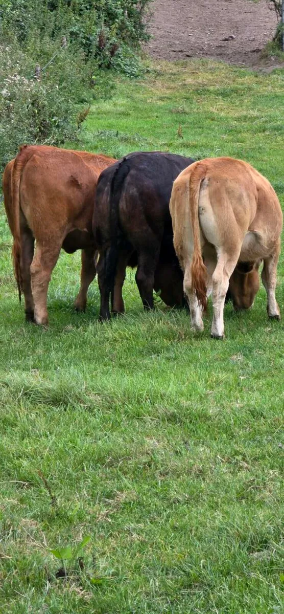 SCEP 2025 eligible 5 star replacement heifers - Image 2