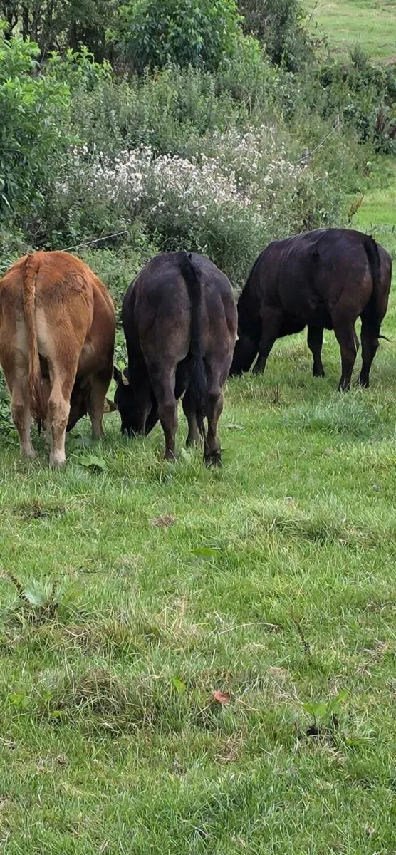 SCEP 2025 eligible 5 star replacement heifers - Image 3